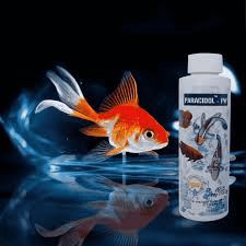 Aquarium Fish Medicine