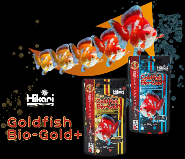 Best Feed for Fancy Goldfishes
