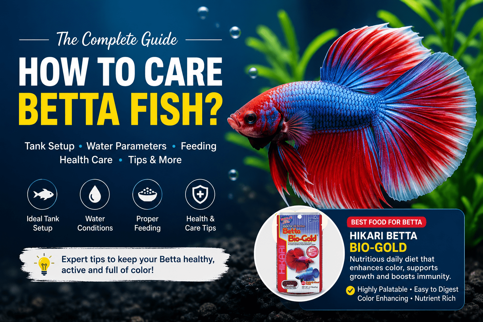 How to care betta fish