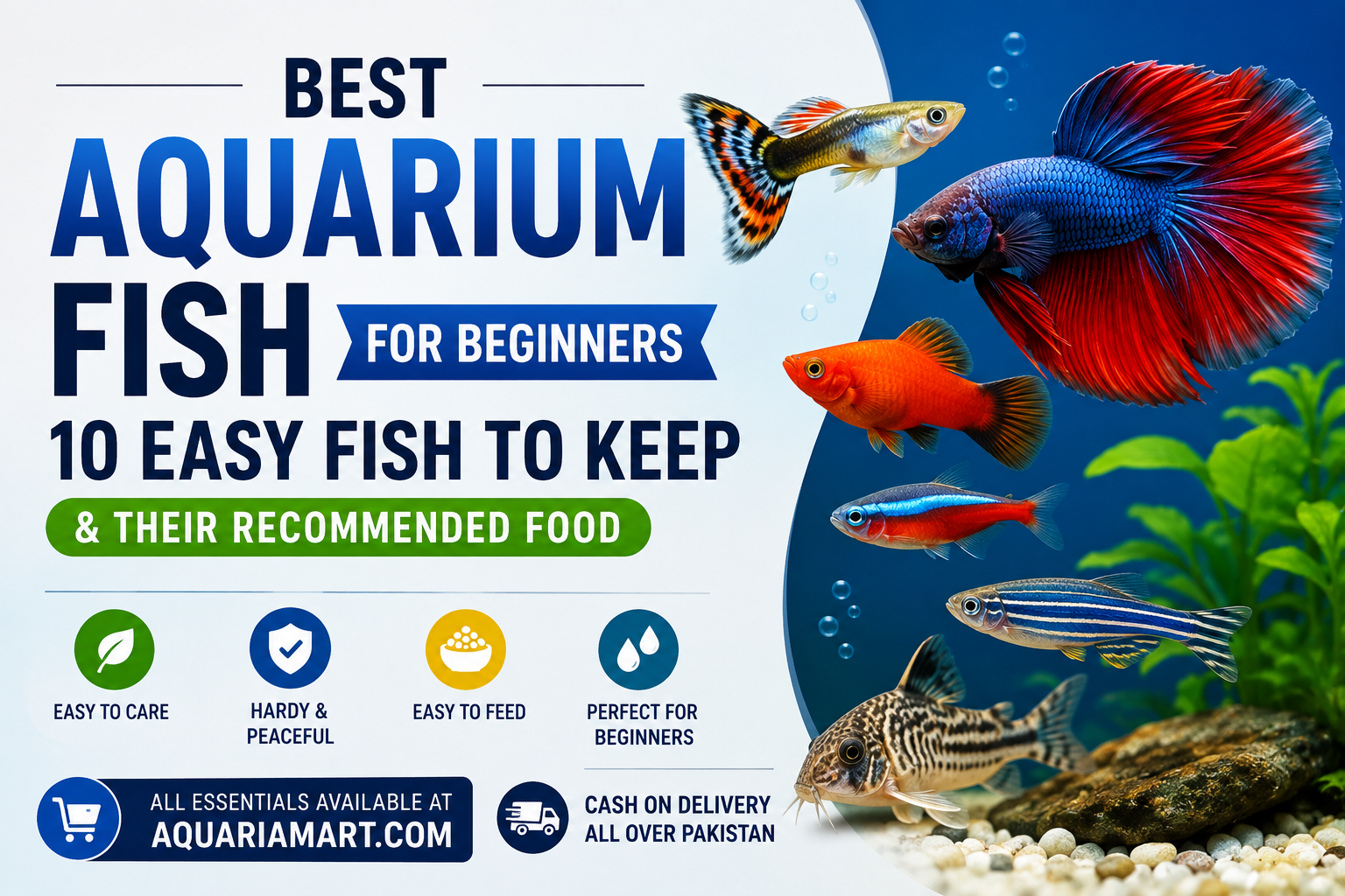 10 Easy Fish to Keep & What to Feed Them