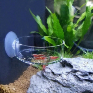 Transparent Feeding Dish